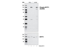 Cell Signaling Technology&nbsp;Phospho-MYPT1 Ser668 Antibod