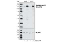 Cell Signaling Technology&nbsp;Phospho-MYPT1 Ser507 Antibod