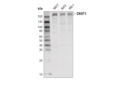 Cell Signaling Technology&nbsp;CNOT1 D3V5H Rabbit mAb 100 u