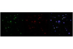 Cell Signaling Technology&nbsp;Dectin-1/ Clec7a E3P5W Rabbi