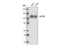 Cell Signaling Technology&nbsp;PI3 Kinase p110-beta C33D4 R