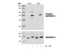 Cell Signaling Technology&nbsp;Phospho-MAPKAPK-2 Thr334 27