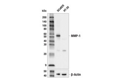 Cell Signaling Technology&nbsp;MMP-1 E8G4F Rabbit mAb 100 u