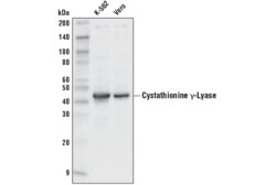 Cell Signaling Technology&nbsp;Cystathionine gamma-Lyase D4E