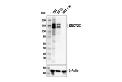 Cell Signaling Technology&nbsp;GUCY2C E1Q6S Rabbit mAb 100