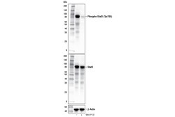 Cell Signaling Technology WHI-P131 5 mg