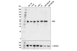 Cell Signaling Technology&nbsp;DEK E4S5J Rabbit mAb 100 ul