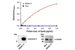 Cell Signaling Technology PathScanR RP Lysozyme C Sand