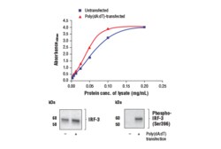 Cell Signaling Technology FastScantm Total IRF-3 ELISA