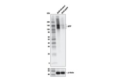 Cell Signaling Technology&nbsp;APP E8B3O XPR Rabbit mAb 2