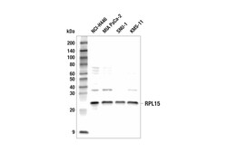 Cell Signaling Technology&nbsp;RPL15 E3X8M Rabbit mAb 100 u