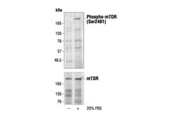 Cell Signaling Technology&nbsp;Phospho-mTOR Ser2481 Antibod