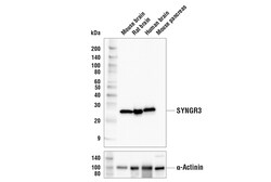 Cell Signaling Technology SYNGR3 E2R8R Rabbit mAb BSA