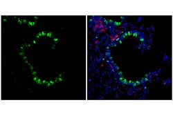 Cell Signaling Technology&nbsp;FIZZ1 E9O2P Rabbit mAb 100 u