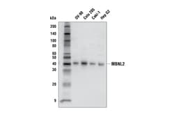 Cell Signaling Technology&nbsp;MBNL2 Antibody 100 ul