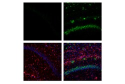 Cell Signaling Technology&nbsp;APP E5X2B Rabbit mAb 100 ul