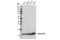 Cell Signaling Technology Histone H4 D2X4V Rabbit mAb