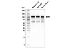 Cell Signaling Technology&nbsp;FE65 E4Y6C Rabbit mAb 100 ul