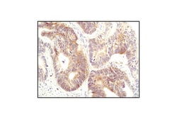 Cell Signaling Technology Death Receptor Antibody Sample