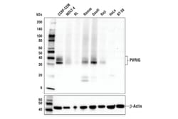 Cell Signaling Technology&nbsp;PVRIG E9X9B Rabbit mAb 100 u