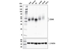 Cell Signaling Technology&nbsp;CD48 D7L8I XPR Rabbit mAb