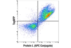 Cell Signaling Technology Protein L APC Conjugate 100