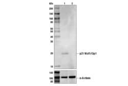 Cell Signaling Technology&nbsp;p21 Waf1/Cip1 DCS60 Mouse mA