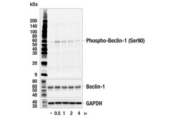 Cell Signaling Technology&nbsp;Phospho-Beclin-1 Ser90 E3X1