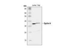 Cell Signaling Technology&nbsp;Cyclin H Antibody 20 ul