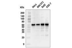 Cell Signaling Technology&nbsp;Akt pan 40D4 Mouse mAb 20