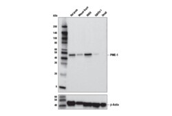 Cell Signaling Technology&nbsp;PME-1 8A6-F8 Mouse mAb 100 u
