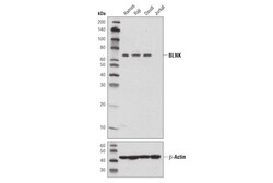 Cell Signaling Technology BLNK D3P2H XPR Rabbit mAb