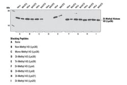 Cell Signaling Technology&nbsp;Di-Methyl-Histone H3 Lys36