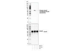 Cell Signaling Technology ITD-1 5 mg