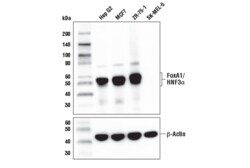 Cell Signaling Technology FoxA1/HNF3-alpha E7E8W Rabbi