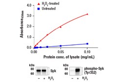 Cell Signaling Technology FastScantm Phospho-Syk Tyr3
