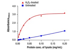 Cell Signaling Technology&nbsp;Phospho-Syk Tyr525/526 Match