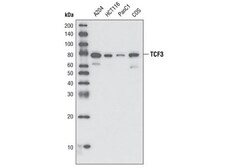 Cell Signaling Technology&nbsp;TCF3/TCF7L1 D15G11 Rabbit mA