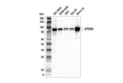 Cell Signaling Technology&nbsp;CPEB4 Antibody 100 ul