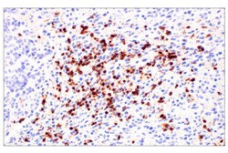 Cell Signaling Technology&nbsp;CD177 E1V7N Rabbit mAb 100 u