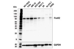 Cell Signaling Technology&nbsp;FoxK2 E7C5H Rabbit mAb 100 u