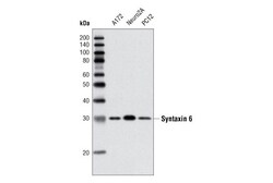 Cell Signaling Technology&nbsp;Syntaxin 6 C34B2 Rabbit mAb