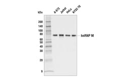 Cell Signaling Technology&nbsp;hnRNP M Antibody 100 ul