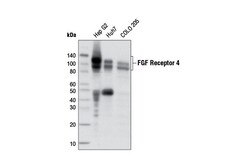 Cell Signaling Technology FGF Receptor 4 D3B12 XPR R