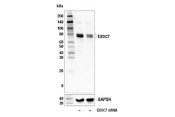 Cell Signaling Technology&nbsp;EXOC7 E4W6R Rabbit mAb 100 u