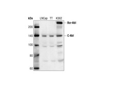 Cell Signaling Technology&nbsp;c-Abl Antibody 20 ul