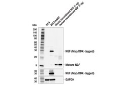 Cell Signaling Technology&nbsp;NGF E2S9D Rabbit mAb 100 ul