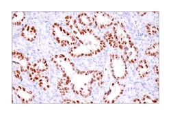 Cell Signaling Technology&nbsp;PAX8 BC12 Mouse mAb 100 ul