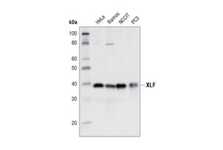 Cell Signaling Technology&nbsp;XLF Antibody 20 ul