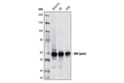 Cell Signaling Technology Akt pan 40D4 Mouse mAb BS